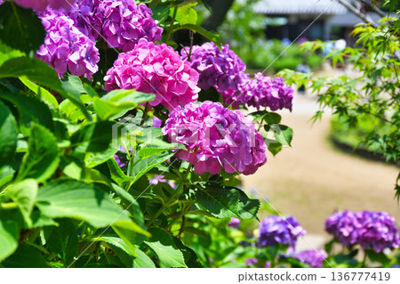 Beautiful hydrangeas at Hondo-ji Temple (Matsudo City, Chiba Prefecture) Beautiful hydrangeas at Hondo-ji Temple (Matsudo City, Chiba Prefecture) 136777419