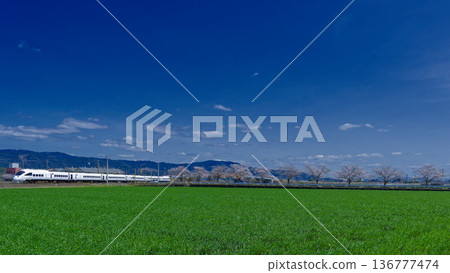 A white train runs past rows of cherry blossom trees, with blue skies and green land stretching out before you. 136777474