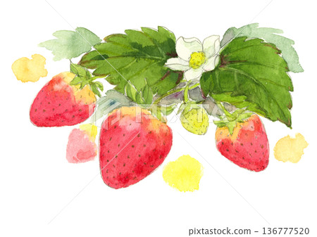 Watercolor illustration of strawberry fruit and flowers Watercolor illustration of strawberry fruit and flowers 136777520