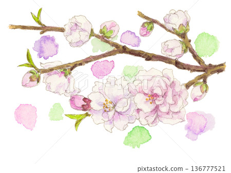 Watercolor illustration of a blossoming peach tree 136777521