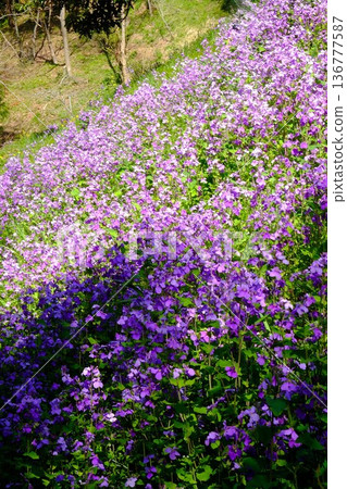 岸邊盛開著紫花松蘿花 [相模原市築井，四月] 136777587