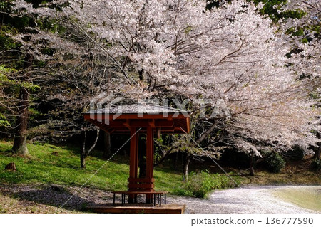 Cherry blossoms at the rest area and walking path [Tsukui, Sagamihara City, April] 136777590