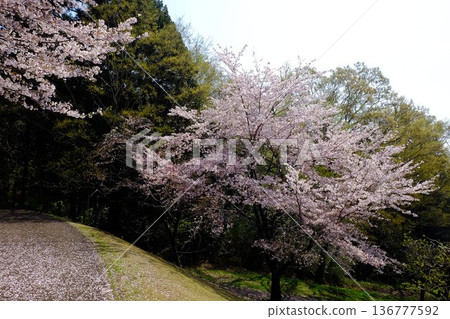 Cherry blossom scenery [Tsukui, Sagamihara City, April] 136777592