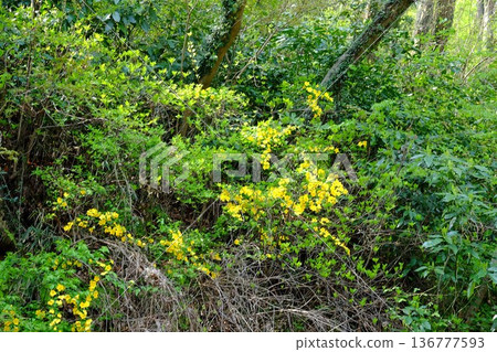 山坡上盛開的山花 [相模原市築井，四月] 136777593