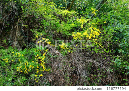 山吹花在森林中盛開 [相模原市築井，四月] 136777594