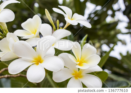 white flowers frangipani on tree local flora of asia in postcard style  136777610