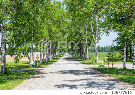 Hokkaido Tokachi Ranch in summer: Beautiful green birch trees 136777616