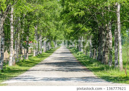 北海道十勝牧場的夏日:美麗的綠白樺樹 北海道十勝牧場的夏日:美麗的綠白樺樹 136777621