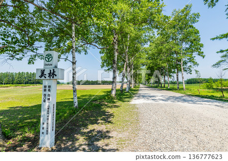 Hokkaido Tokachi Ranch in summer: Beautiful green birch trees 136777623