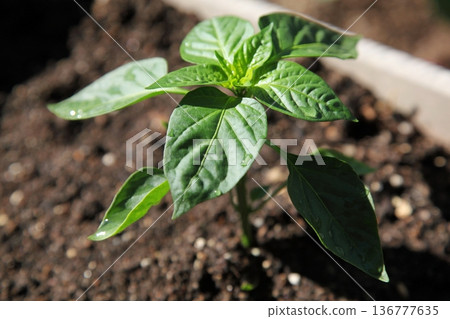 家庭花園裡種植的甜椒幼苗 136777635