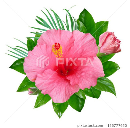 Pink Hibiscus flowers and tropical green leaves in a floral arrangement isolated on white background Pink Hibiscus flowers and tropical green leaves in a floral arrangement isolated on white background 136777650