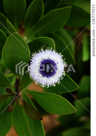 Guroburaria Guroburaria 136777915