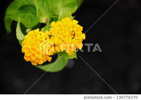 Kobanorantana 136778370