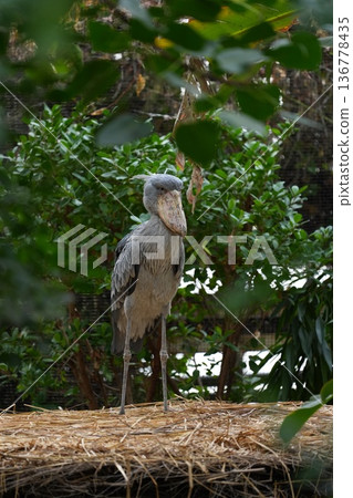 A full-body photo of a shoebill in its natural environment A full-body photo of a shoebill in its natural environment 136778435