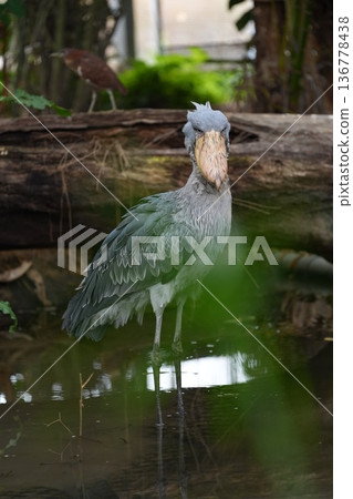 A shoebill standing surrounded by greenery Kobe Animal Kingdom 136778438