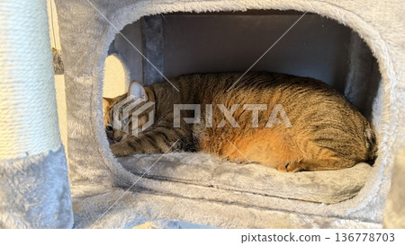 Kijitora cat relaxing in the cat tower 136778703