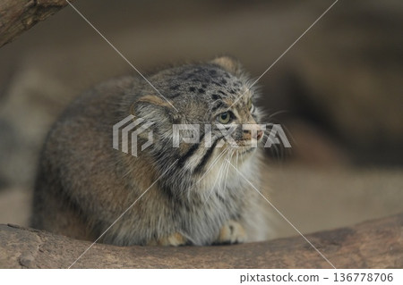 神戶動物王國裡的一隻帕拉斯貓的特寫鏡頭 136778706