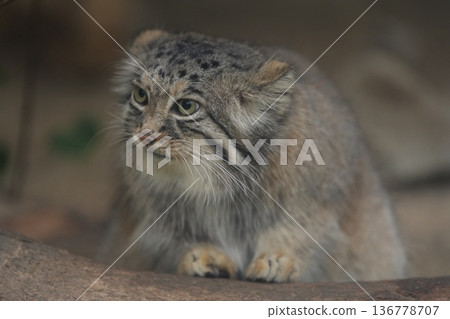 一隻可愛的兔猻坐在神戶動物王國的一塊岩石上。 136778707