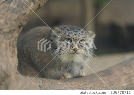 A relaxed expression on a curled-up Pallas's cat at Kobe Animal Kingdom A relaxed expression on a curled-up Pallas's cat at Kobe Animal Kingdom 136778711