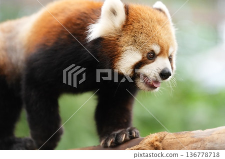 Red panda walking on a tree Kobe Animal Kingdom 136778718