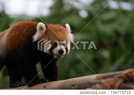 Red panda walking on a tree Kobe Animal Kingdom Red panda walking on a tree Kobe Animal Kingdom 136778719