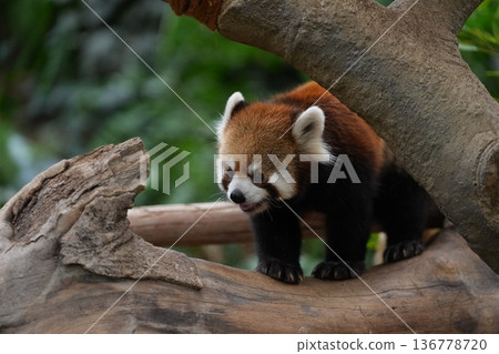 小熊貓在樹上行走 神戶動物王國 小熊貓在樹上行走 神戶動物王國 136778720
