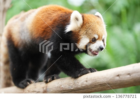 小熊貓在樹上行走 神戶動物王國 小熊貓在樹上行走 神戶動物王國 136778721
