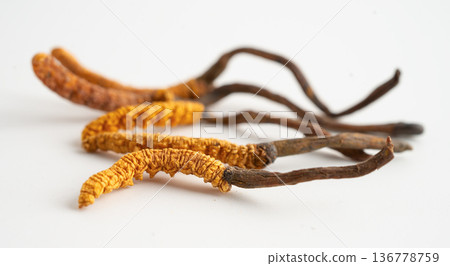 Cordyceps sinensis or Ophiocordyceps sinensis isolated on white background, mushroom herb treatment medicine. 136778759