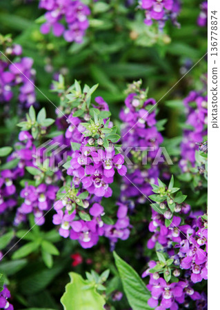 Angelonian花 136778874