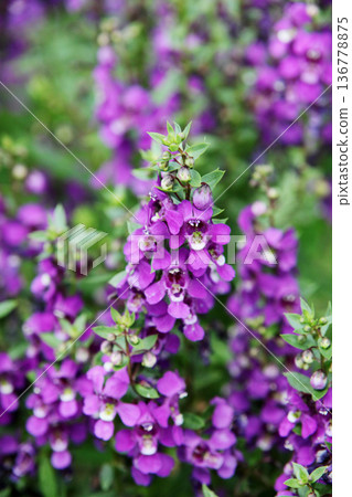 Angelonian花 Angelonian花 136778875