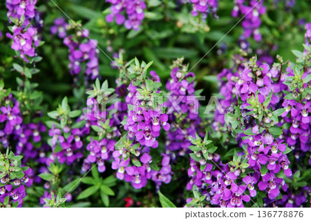 Angelonian花 Angelonian花 136778876