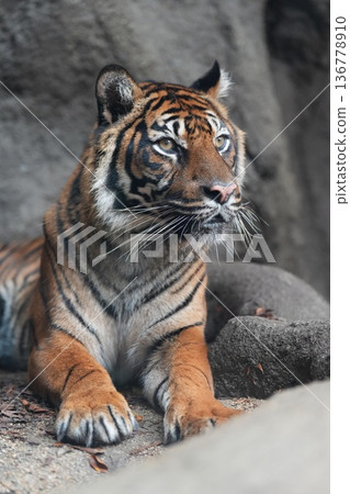 蘇門答臘虎面露平靜,凝視著遠方。 (神戶動物王國) 蘇門答臘虎面露平靜,凝視著遠方。 (神戶動物王國) 136778910