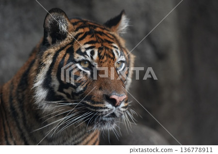 蘇門答臘虎面露平靜，凝視著遠方。 （神戶動物王國） 136778911
