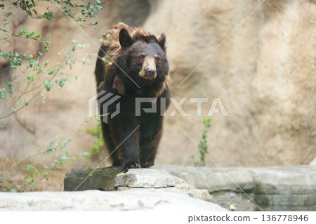 美洲黑熊在神戶動物王國的岩石地面上行走 美洲黑熊在神戶動物王國的岩石地面上行走 136778946