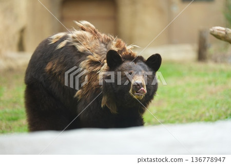 American black bear walking on rocky ground Kobe Animal Kingdom 136778947