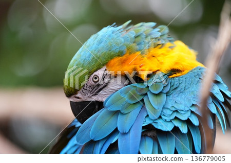 A frontal portrait of a beautiful blue-and-white macaw with colorful feathers at Kobe Animal Kingdom 136779005