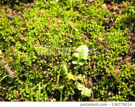 苔蘚和雜草 苔蘚和雜草 136779014