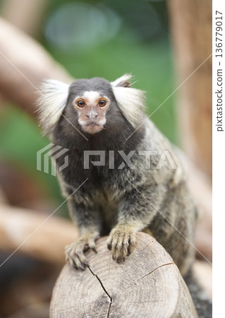 一隻普通狨猴坐在神戶動物王國的木頭上 136779017