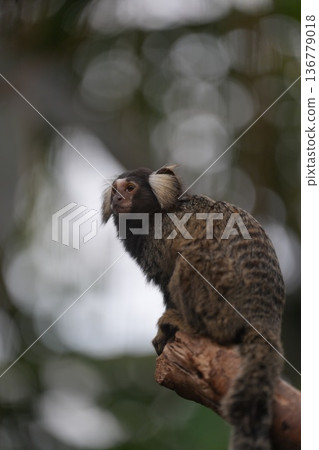 A common marmoset sitting on a log at Kobe Animal Kingdom A common marmoset sitting on a log at Kobe Animal Kingdom 136779018