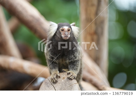 一隻普通狨猴坐在神戶動物王國的木頭上 一隻普通狨猴坐在神戶動物王國的木頭上 136779019