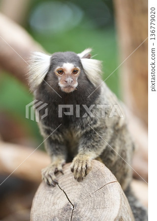 一隻普通狨猴坐在神戶動物王國的木頭上 一隻普通狨猴坐在神戶動物王國的木頭上 136779020