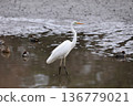 Great egrets living in swamps 136779021