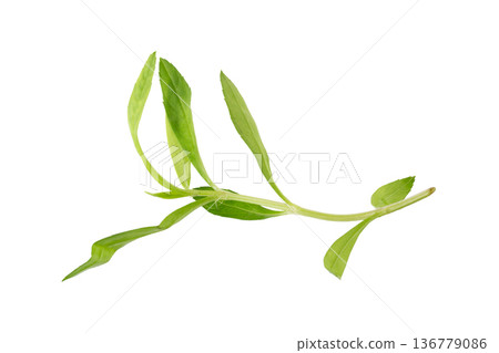 Fresh tarragon herbs, Tarragon herbs close up isolated on white background Fresh tarragon herbs, Tarragon herbs close up isolated on white background 136779086