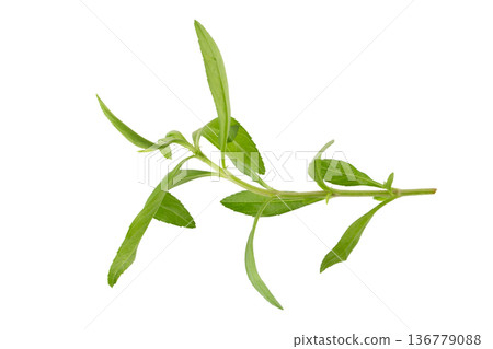Fresh tarragon herbs, Tarragon herbs close up isolated on white background Fresh tarragon herbs, Tarragon herbs close up isolated on white background 136779088