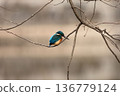 A kingfisher that sticks to a tree branch 136779124