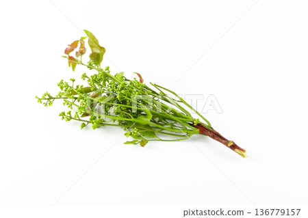 Siamese neem tree, Nim, Margosa isolated on white background. 136779157