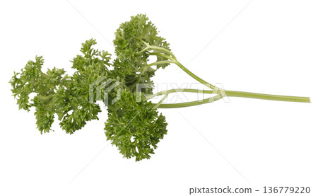 Curly Parsley is a leafy herb that grows like a small shrub isolated on a white background Curly Parsley is a leafy herb that grows like a small shrub isolated on a white background 136779220