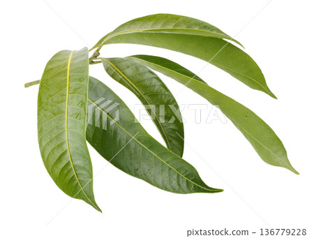 Leaves of the Marian plum isolated on a white background 136779228