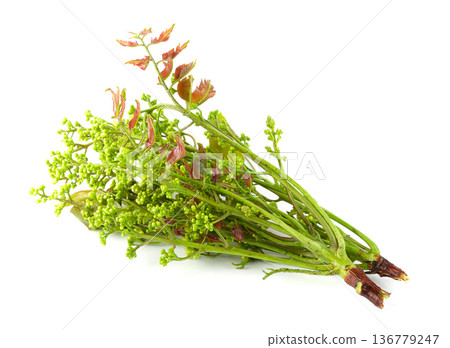 Siamese neem tree, Nim, Margosa isolated on white background. 136779247
