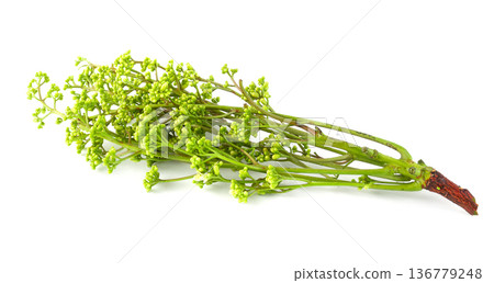 Siamese neem tree, Nim, Margosa isolated on white background. Siamese neem tree, Nim, Margosa isolated on white background. 136779248